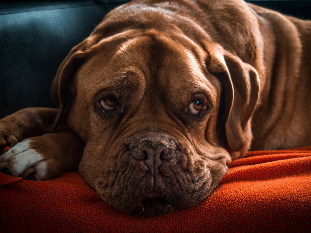 Tipos de enfermedades de la próstata en perros