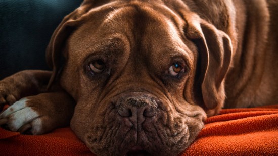 Tipos de enfermedades de la próstata en perros