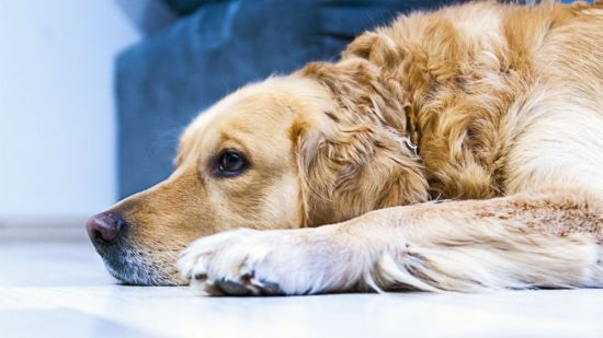 Parásitos gastrointestinales en perros: la tenia y otros cestodos