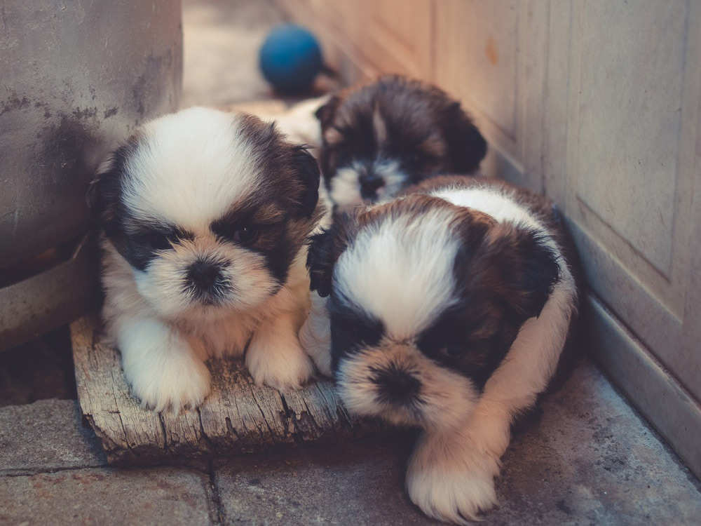 El carácter del cachorro a partir del décimo día de vida