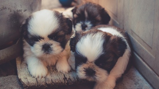 El carácter del cachorro a partir del décimo día de vida