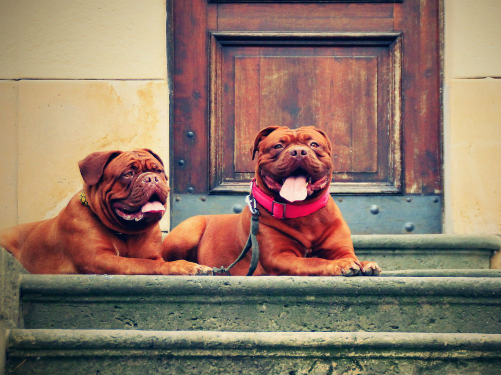 Ciudades y perros, ¿los espacios públicos son para todos?