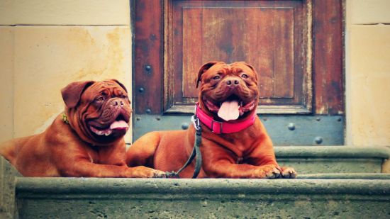 Ciudades y perros, ¿los espacios públicos son para todos?