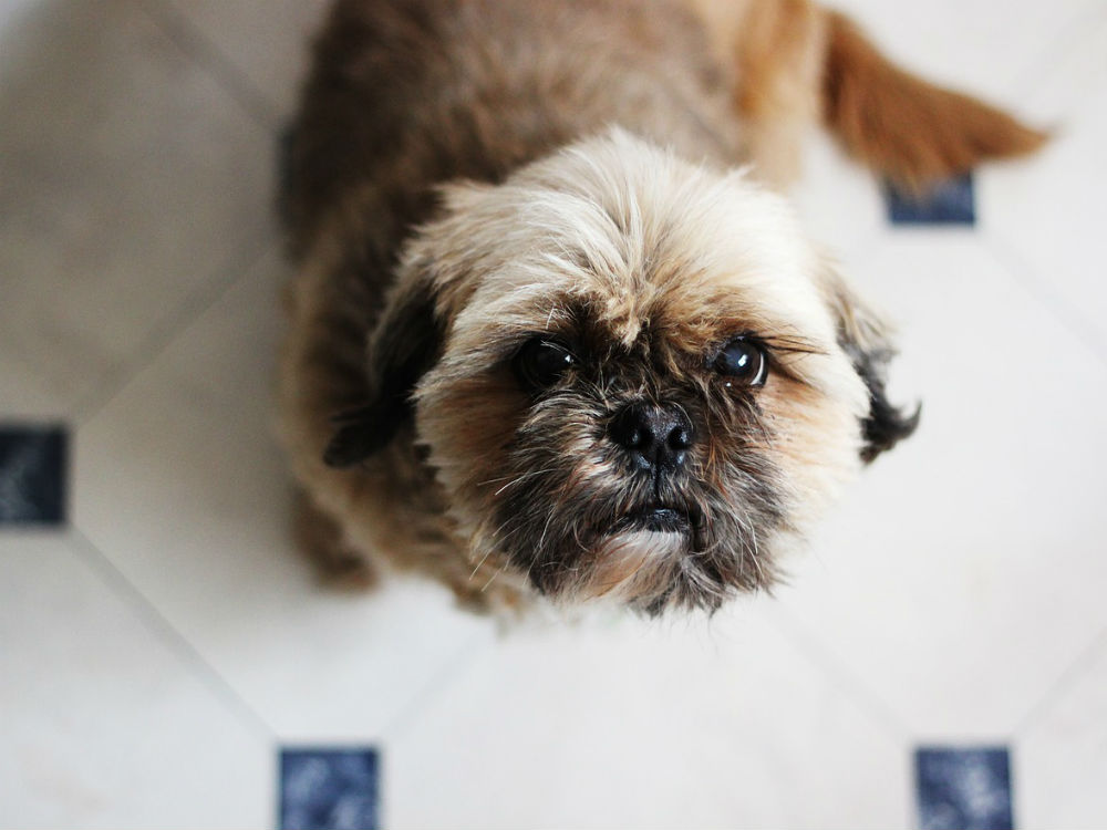 ¿Qué hacer si el perro se quema?