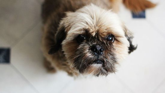 ¿Qué hacer si el perro se quema?