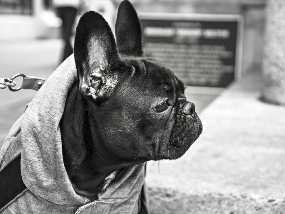 Otitis en perros: sus consecuencias en el oído interno