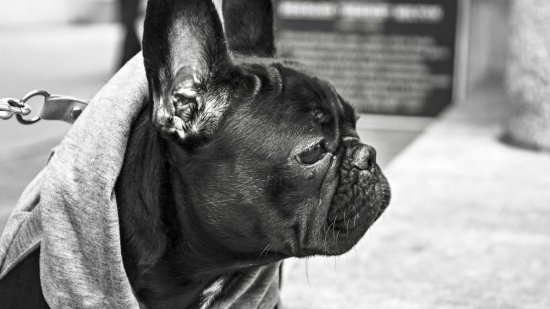 Otitis en perros: sus consecuencias en el oído interno