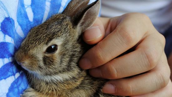 Conejos, ¿cómo los debemos tratar y educar?