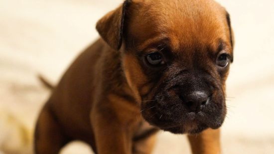 Parásitos gastrointestinales en perros, los nematodos