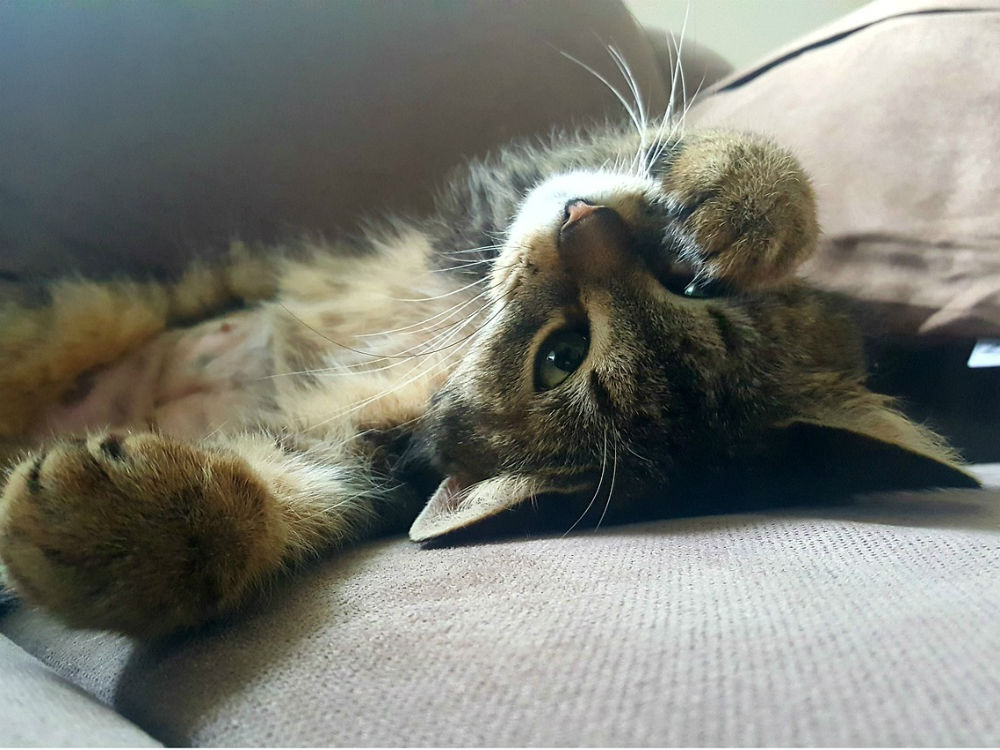 Cuidados en los gatos. Intoxicaciones y quemaduras