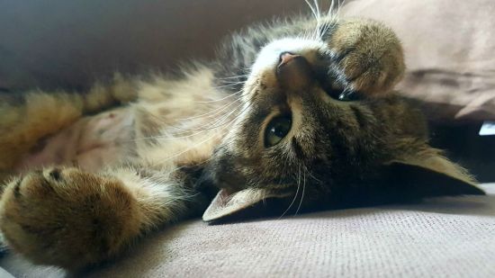 Cuidados en los gatos. Intoxicaciones y quemaduras