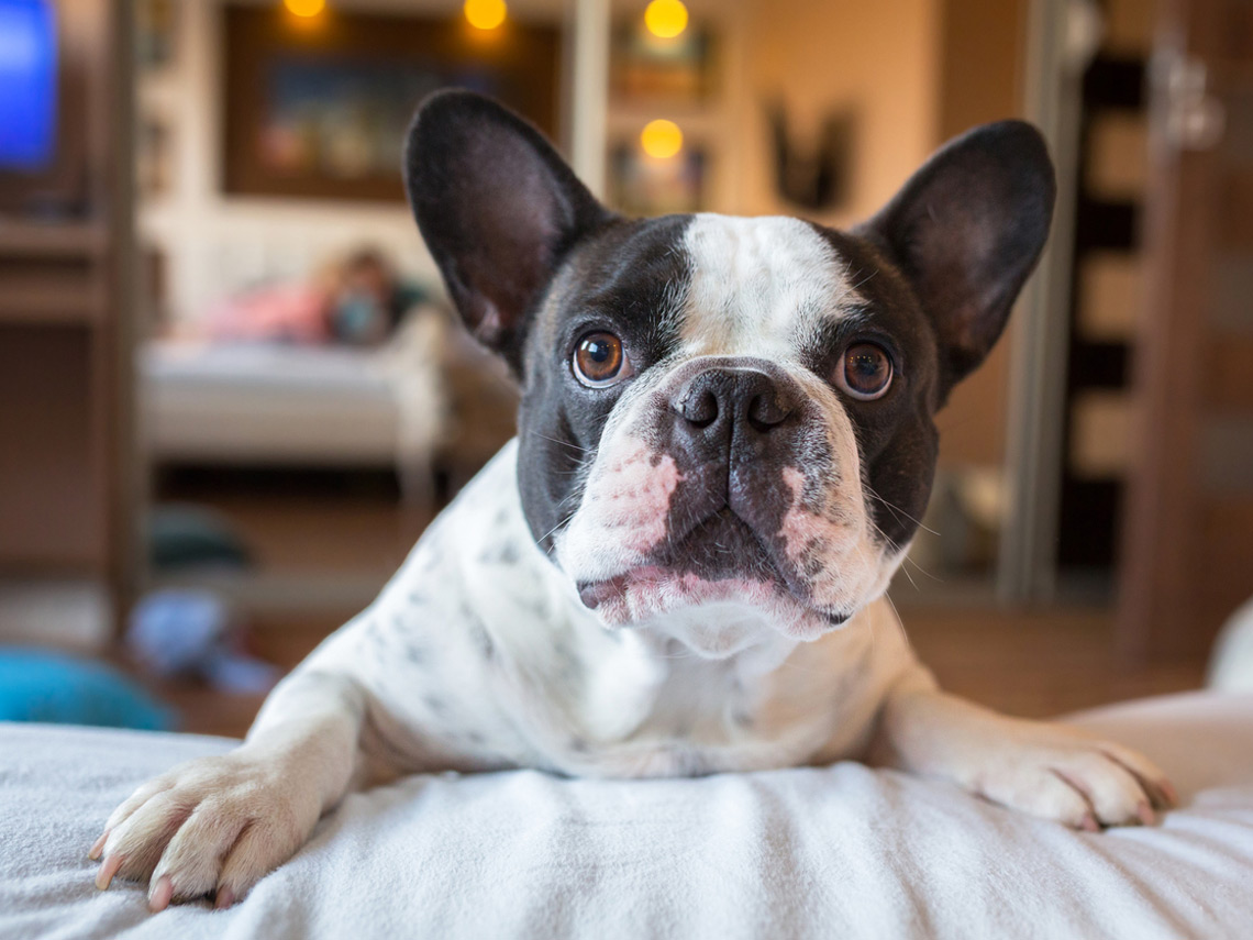 Bulldog francés blanco y negro