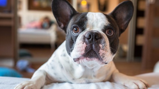 Bulldog francés blanco y negro