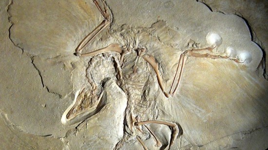 Archaeopteryx