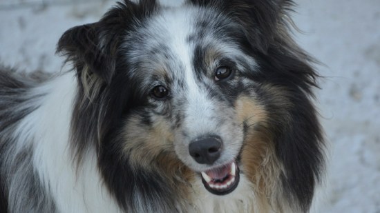 Collie mirando a cámara