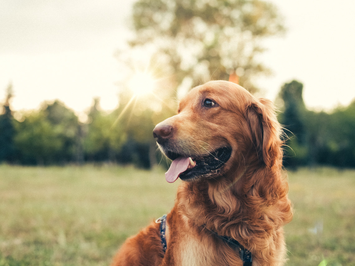 Golden retriever marrón en el parque