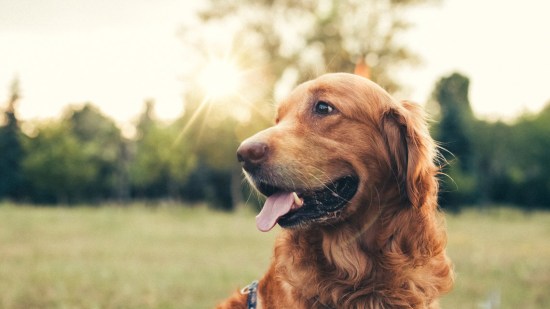Golden retriever marrón en el parque