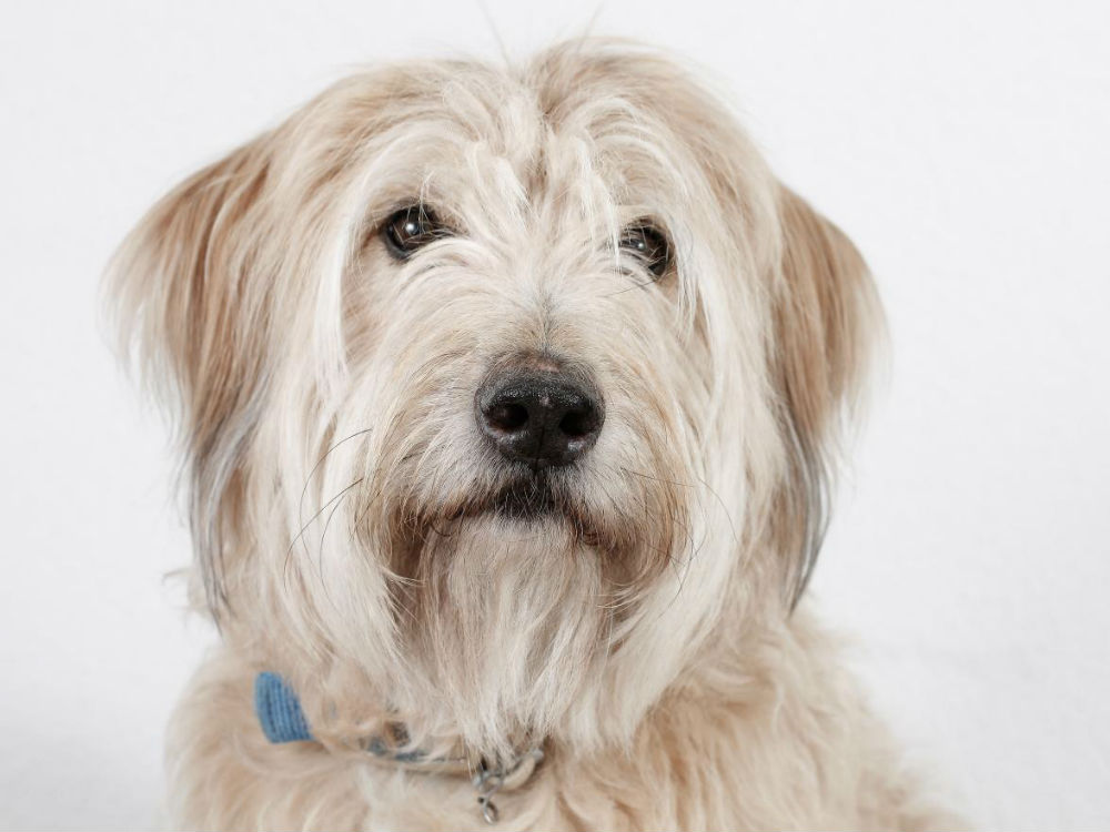 Cara del pastor catalán