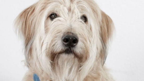 Cara del pastor catalán