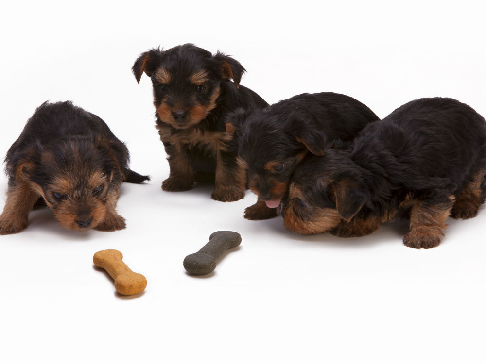 cachorros de yorkshire oliendo snacks