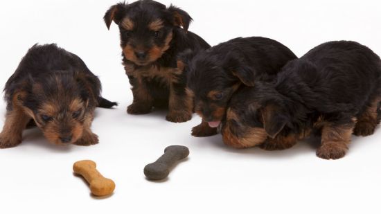cachorros de yorkshire oliendo snacks