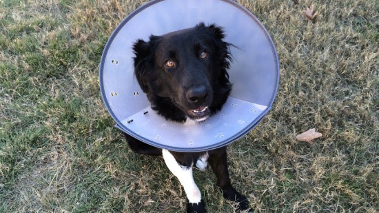 perro con la pata escayolada