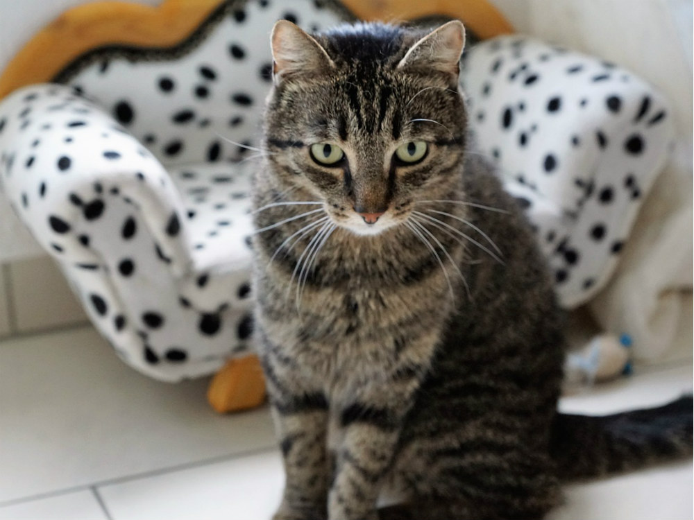 gato delante de un sofá pequeño