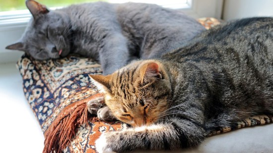 Dos gatos descansan juntos
