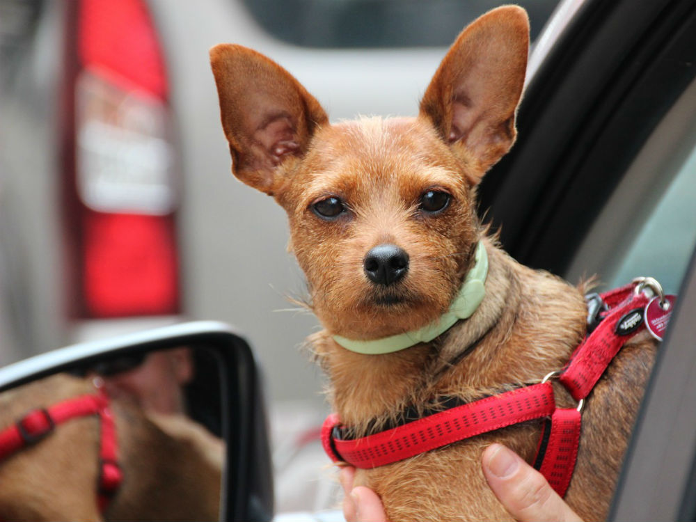 Enfermedades del oído externo del perro