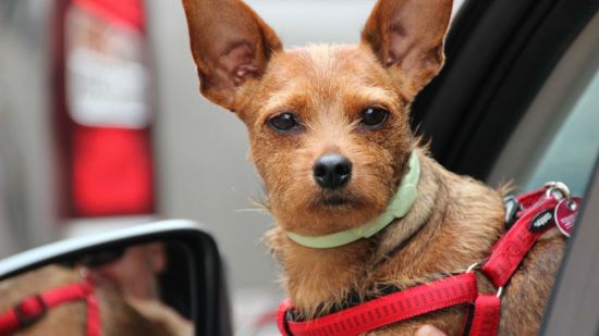 Enfermedades del oído externo del perro