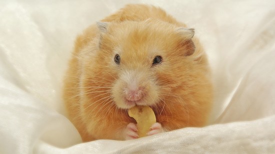 Hámster naranja comiendo frutos secos