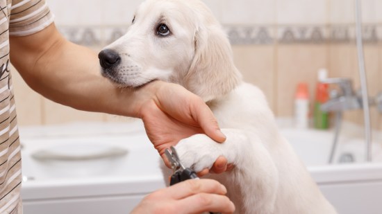 Un dueño corta las uñas a su perro