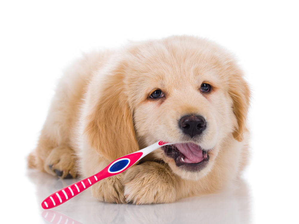 Un cachorro con un cepillo de dientes