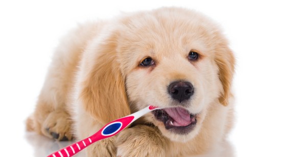 Un cachorro con un cepillo de dientes