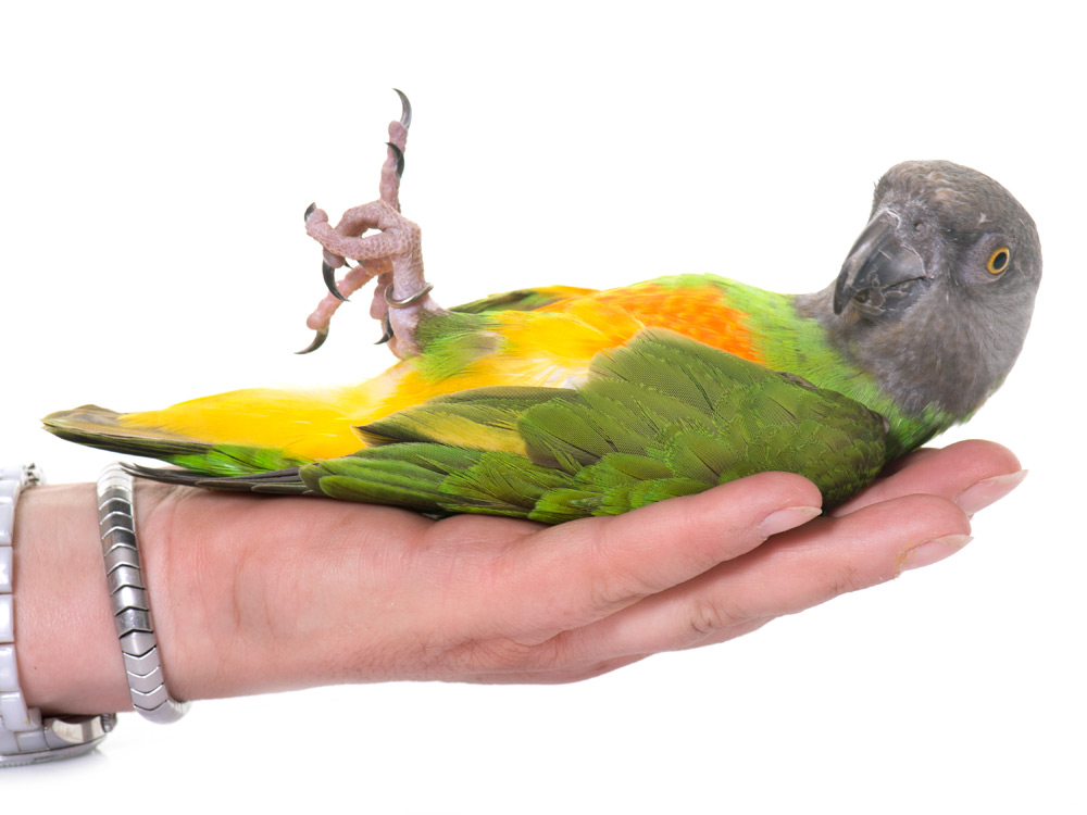 Un loro de Senegal en la palma de su dueño