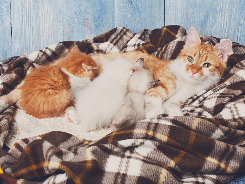 Una gata embarazada alimenta a sus cachorros