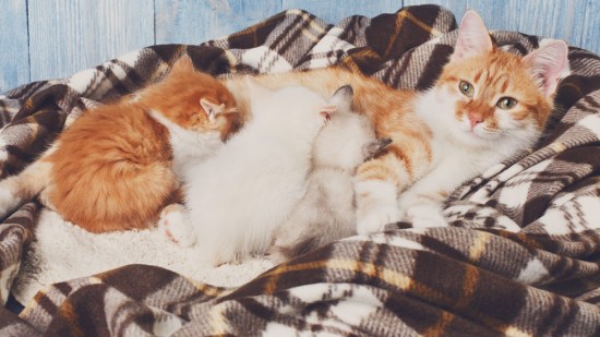 Una gata embarazada alimenta a sus cachorros