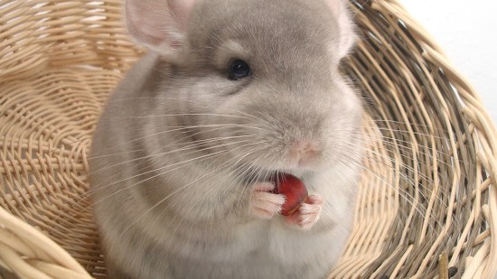 Una chinchilla gris comiendo una avellana