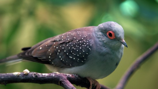 Una tórtola diamante posada en una rama