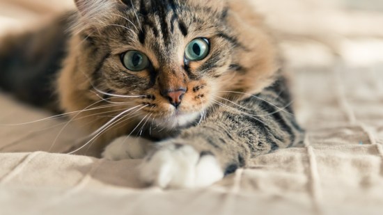 Un gato echado en la cama