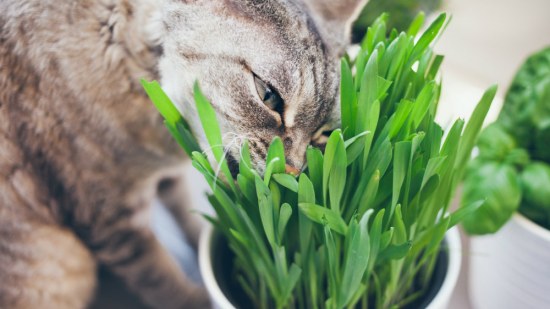 gato comiendo hierba