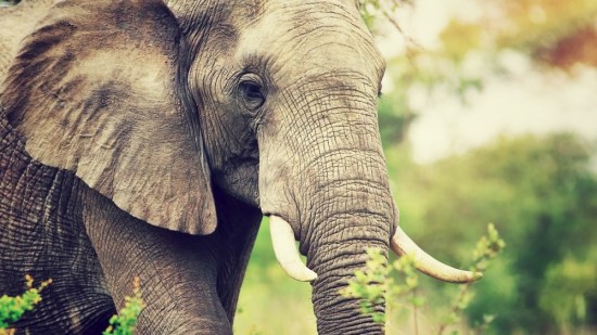 Elefante en la naturaleza