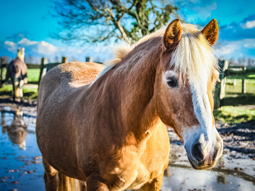 Caballo en el campo