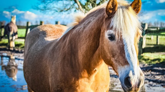 Caballo en el campo