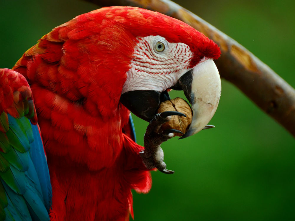 psitácida comiendo nuez