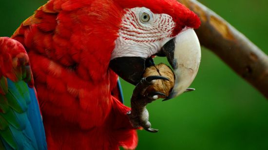 psitácida comiendo nuez