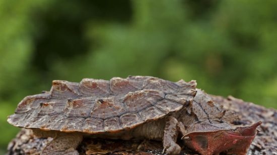 Una tortuga matamata