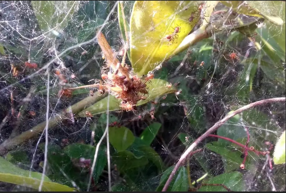 arañas-manada