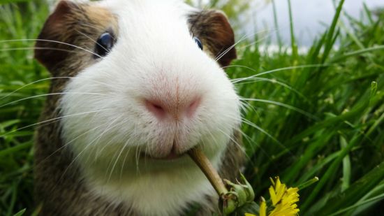 Cobaya en un jardín