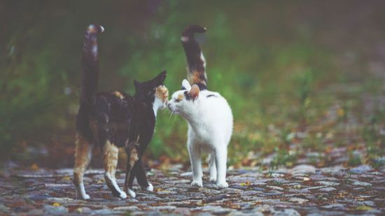 dos gatos oliéndose en la calle